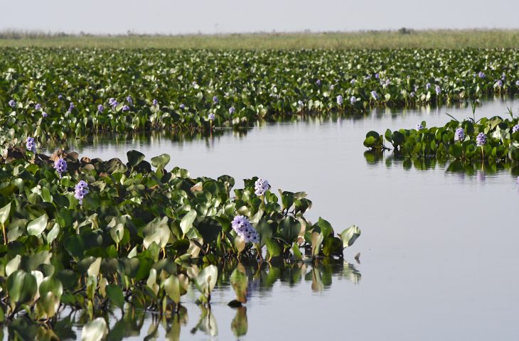 Pantanal-Foto-Bruno-Rezende-24-730x480